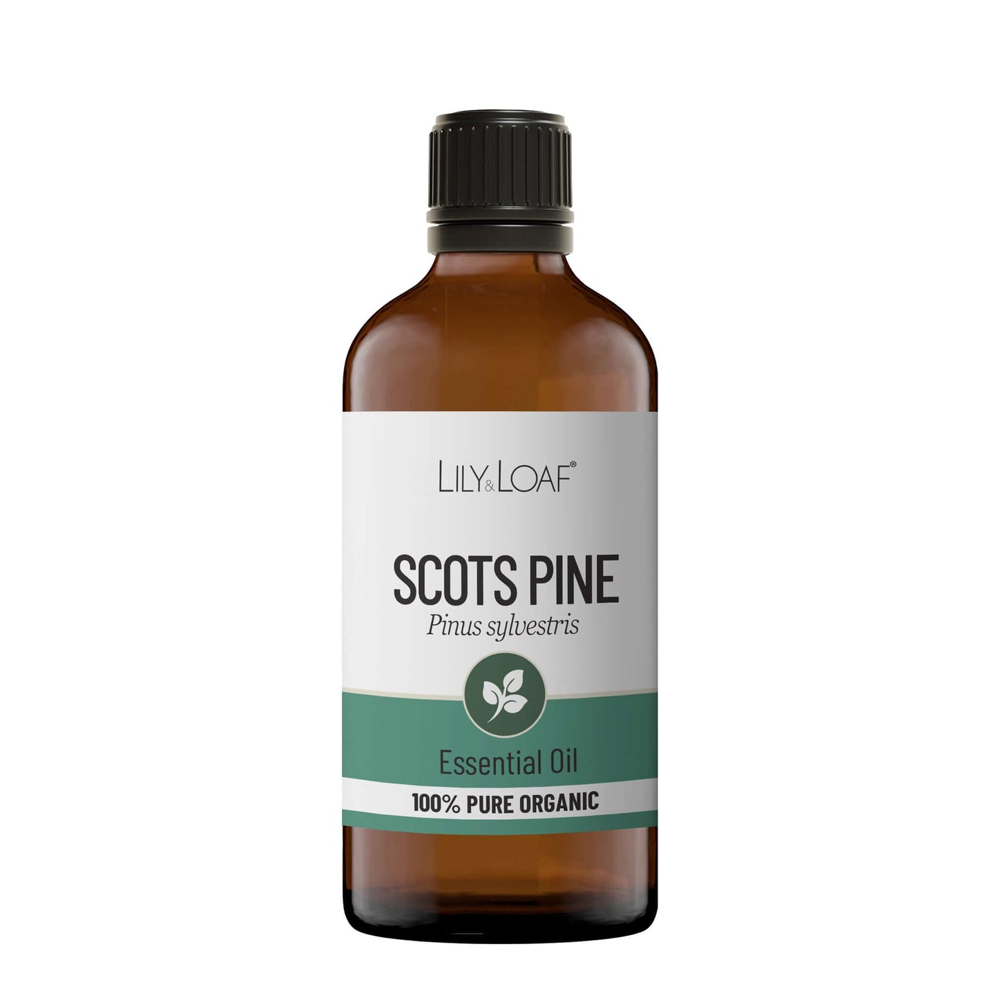 Scots Pine Organic Essential Oil
