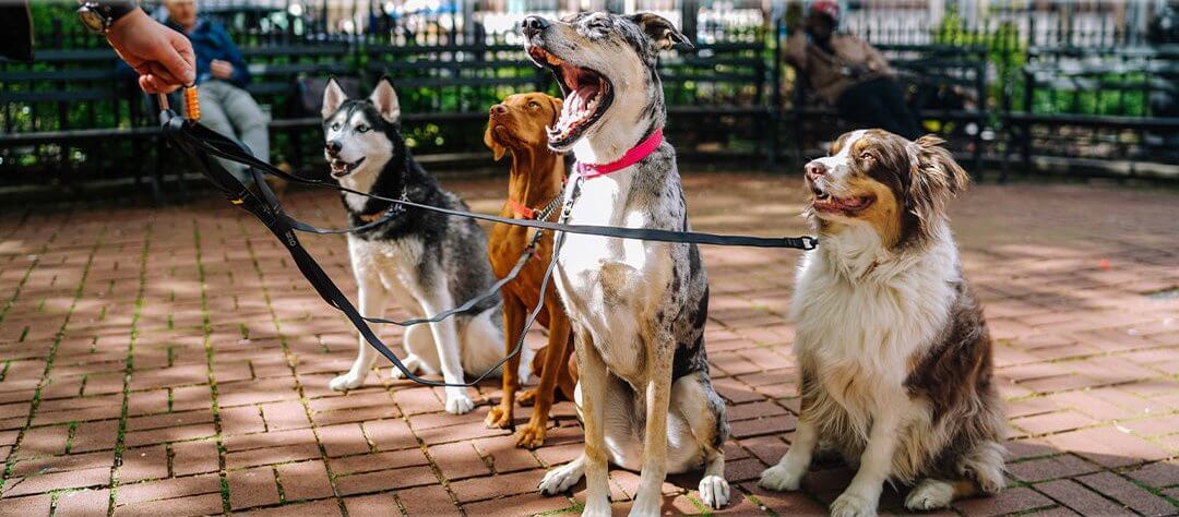 Four dogs on leads sitting on a brick path in a park, with one dog yawning.