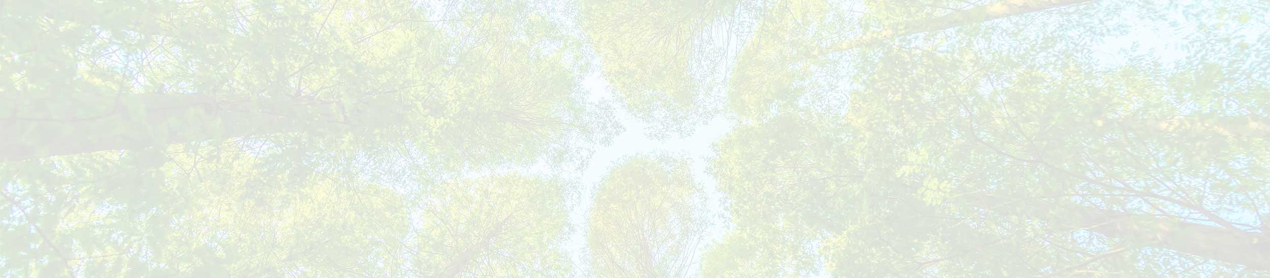A tree lined woodland canopy looking up from below