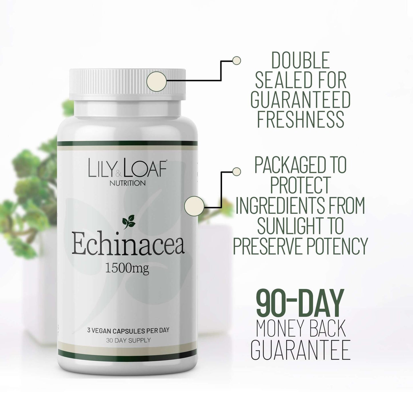 Echinacea