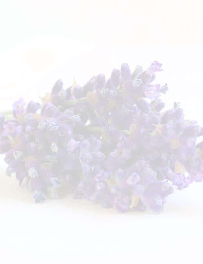 bunch of fresh lavender on white surface