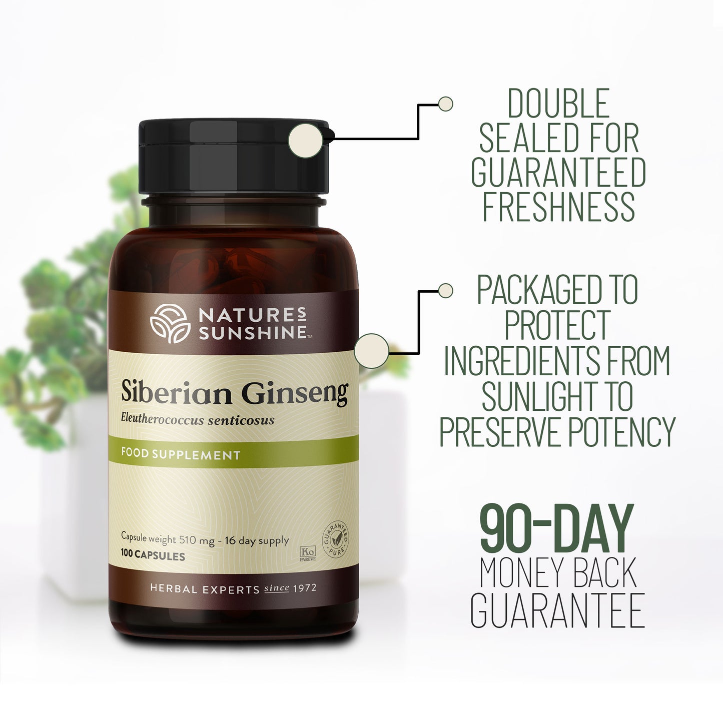Siberian Ginseng