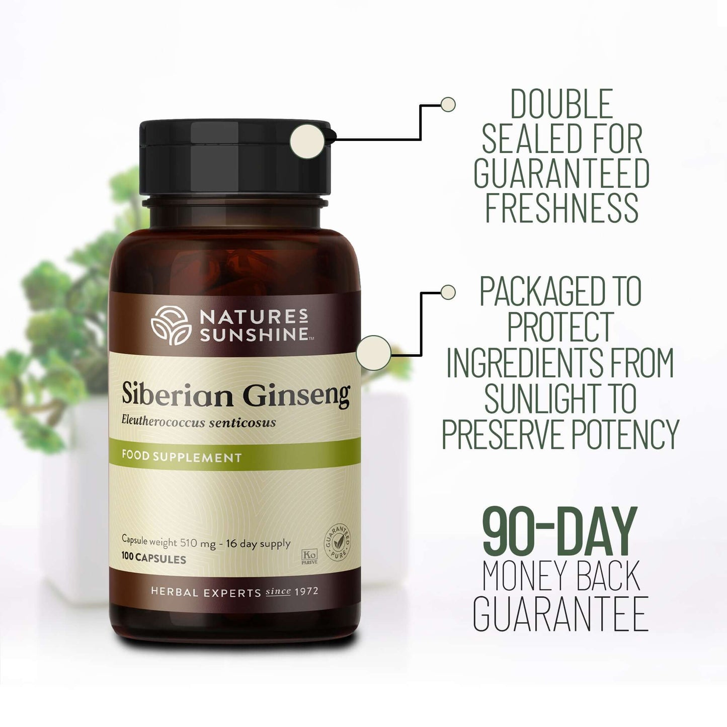 Siberian Ginseng