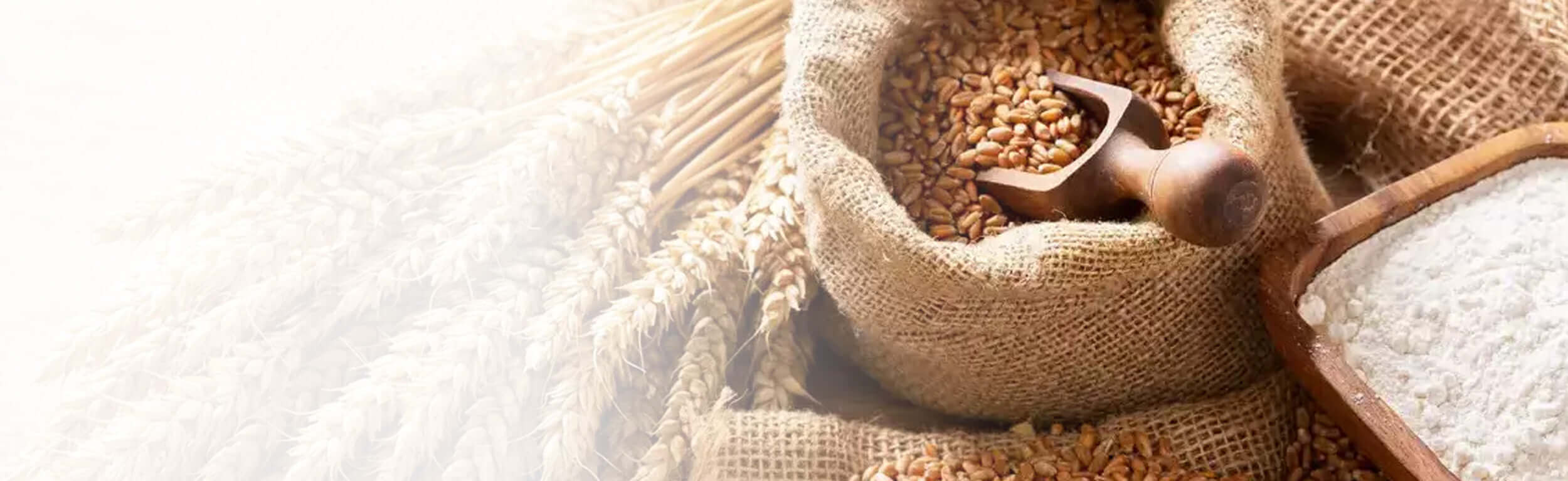 Grains and flour to symbolise gluten