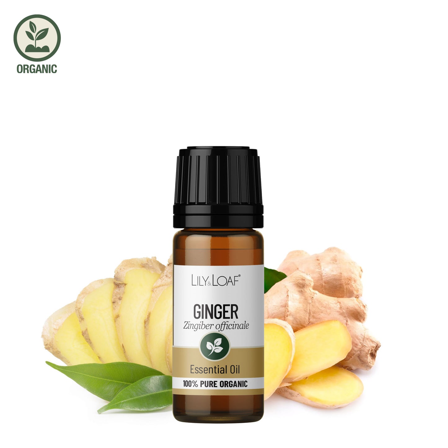 Lily & Loaf Ginger Organic Essential Oil bottle with fresh and sliced ginger root and green leaves on white background