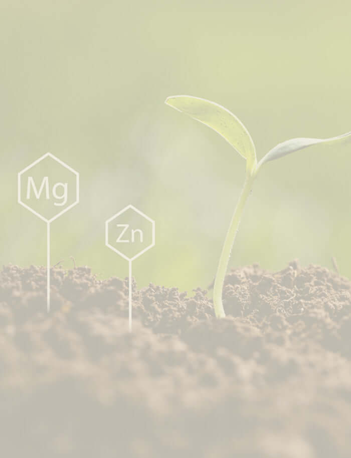 A small seedling with chemical symbols for zinc and magnesium