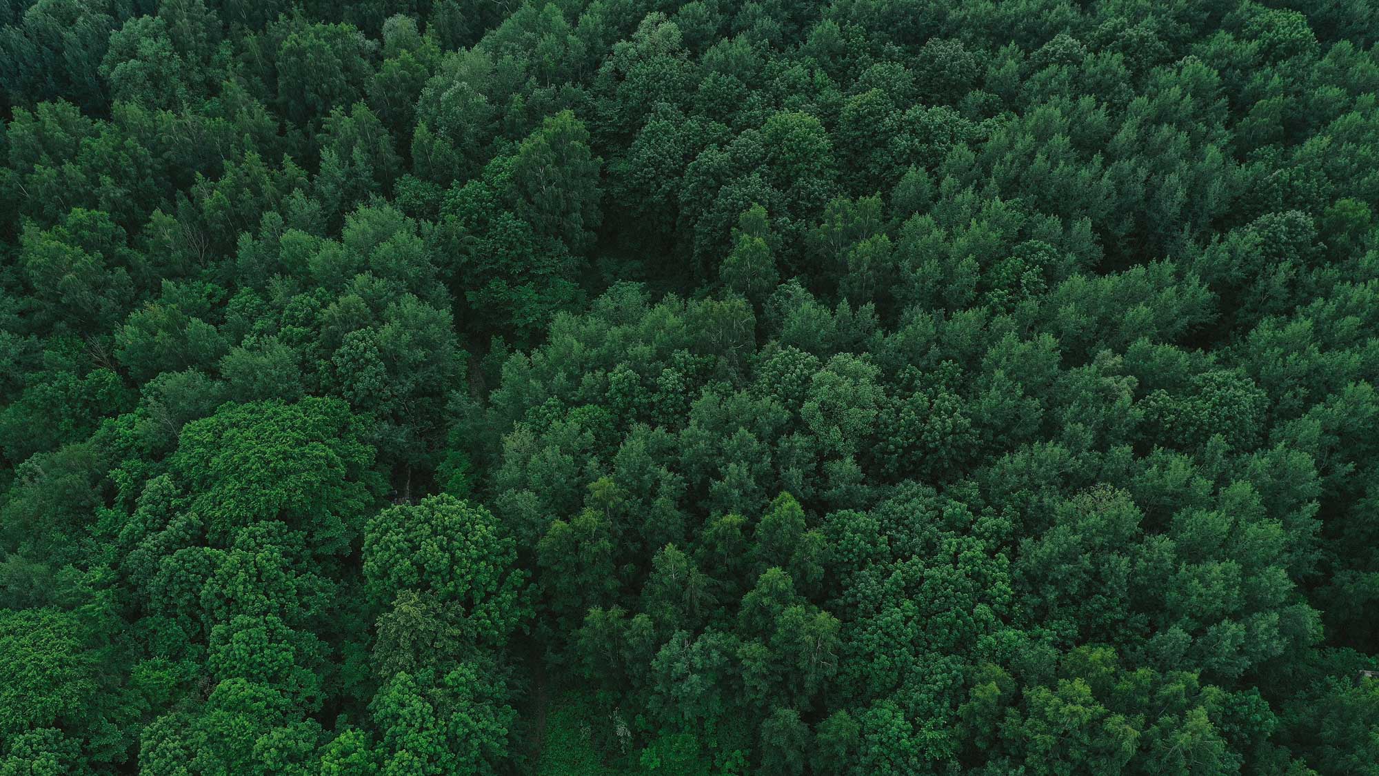 aerial view showcasing a lush green forest