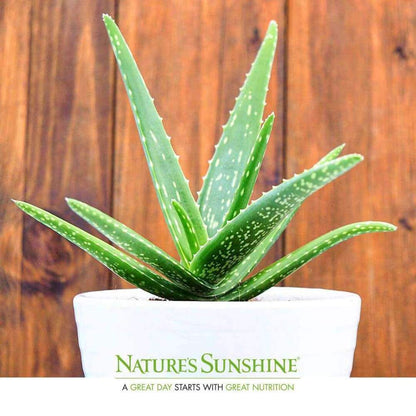 An Aloe Vera plant in a white pot against a wooden wall with the Nature’s Sunshine logo